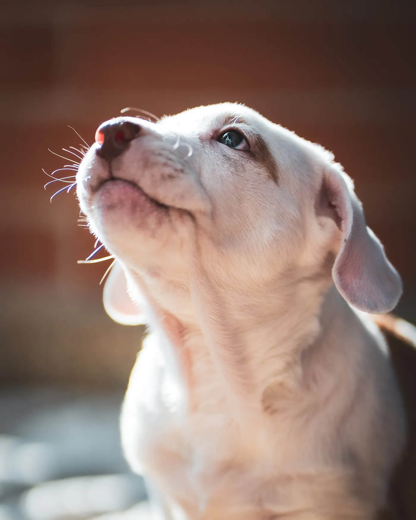 A pale puppy tilts its head upward toward soft light.
