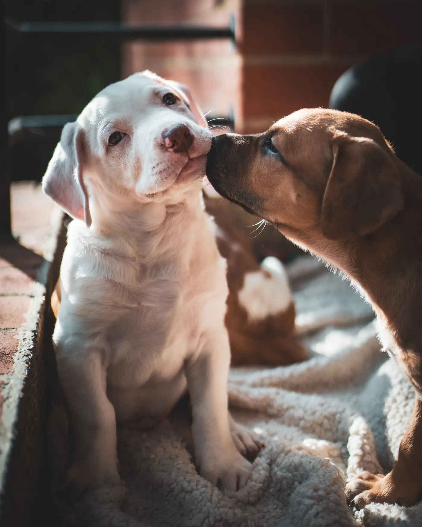 A tan puppy nuzzles the cheek of a pale puppy.