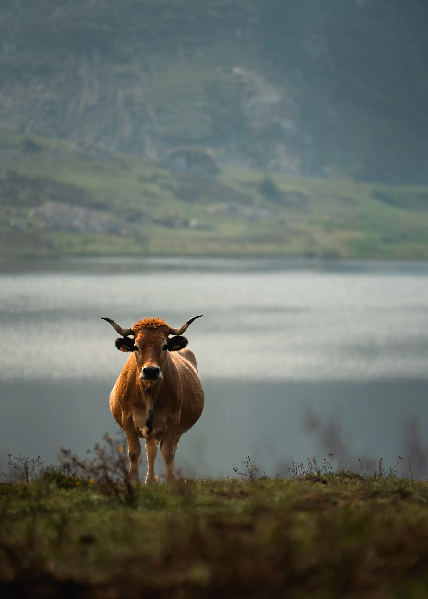 A brown cow stands beside a lake with mountains in the distance.