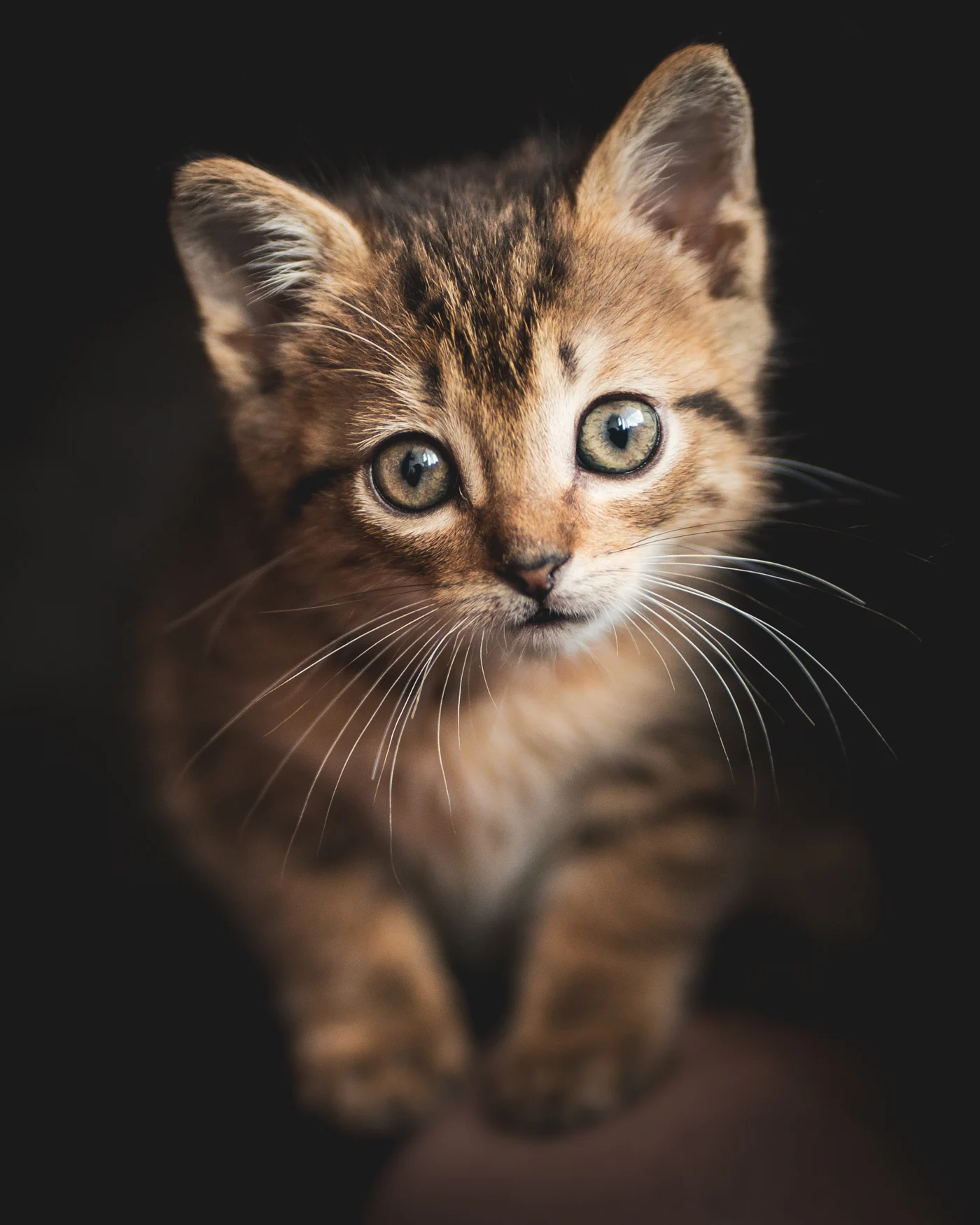Achira. A small portrait study of a new arrival finding her place.